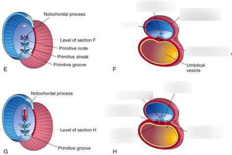 Primitive Streak Formation Labeling Diagram | Quizlet