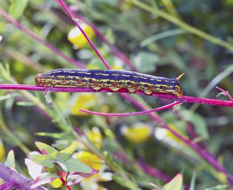 Caterpillar: White Lined Sphinx Larva Stock Image - Image of pollinator, lined: 39885553