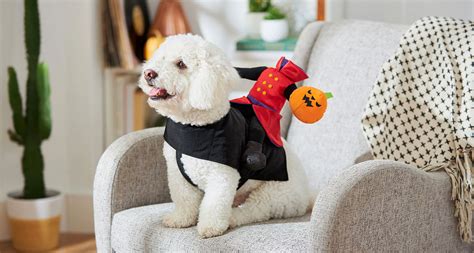 Funny, Cute and Spooky Small Dog Costumes