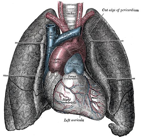 Overview of Anatomy and Physiology | Boundless Anatomy and Physiology