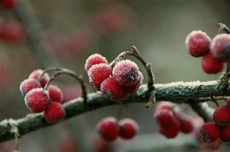 Berries Winter Frost - Free photo on Pixabay - Pixabay