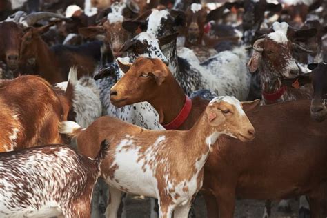 31 Goat Breeds for Milk, Meat, & Fiber You'll Need on the Farm