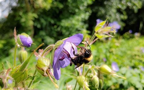 Flower Bumblebee Pollination - Free photo on Pixabay - Pixabay