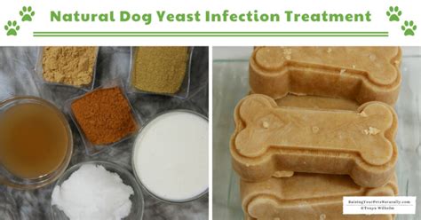 Yeast Infection in Dogs | Natural Dog Yeast Infection Treatment ...