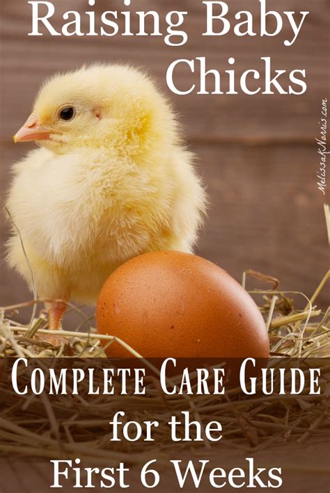 Raising Baby Chicks - Beginners Guide for the First 6 Weeks - Melissa K ...