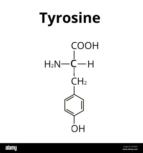 The amino acid Tyrosine. Chemical molecular formula of Tyrosine amino acid. Vector illustration ...