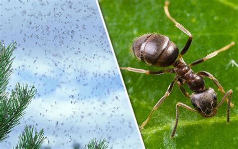 Why Flying Ants Day Happens (and What You Need To Do) | Bob Gunn ...