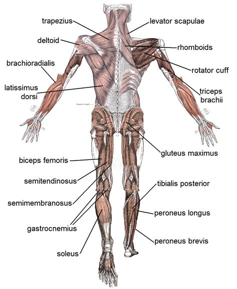 File:Muscle posterior labeled.png - Wikipedia