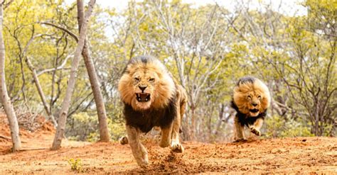 Meet the World’s Deadliest Lions (Reigned Over an Empire!) - IMP WORLD