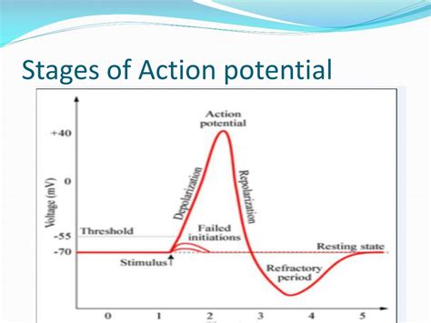 Action Potential Stages