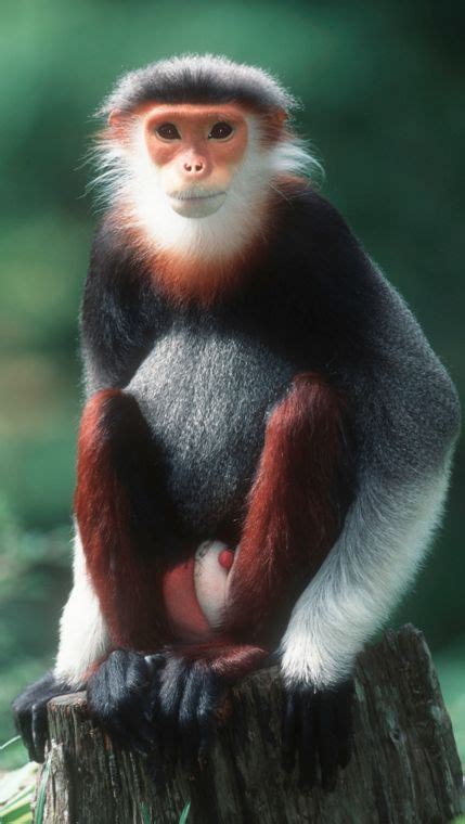 Douc Langur Redshanked | Rare animals, Animals beautiful, Nature animals