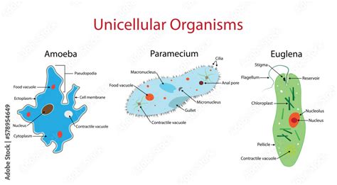 Unicellular Organisms