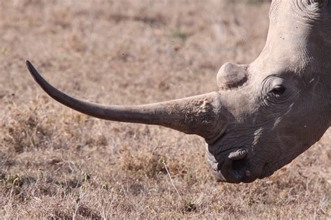 What is rhino horn made of? | News | Save the Rhino