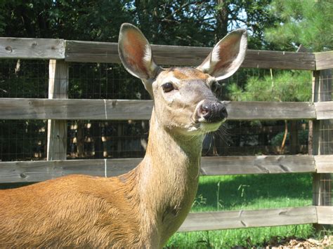 File:Pet Deer.JPG - Wikimedia Commons