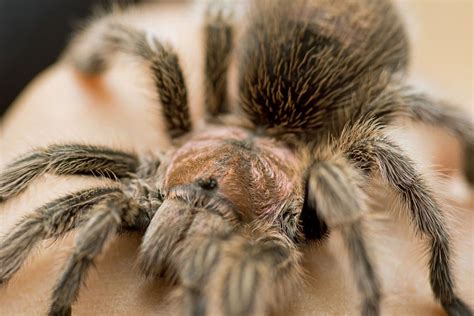 Rose Hair Tarantula - Learn About Nature