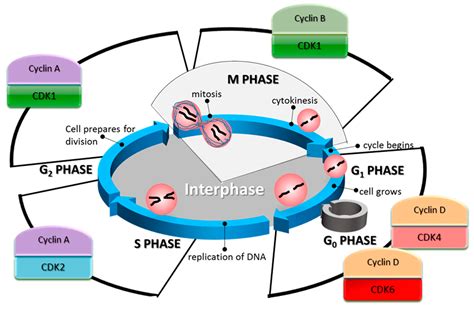 IJMS | Free Full-Text | The Emerging Role of Cyclin-Dependent Kinases (CDKs) in Pancreatic ...
