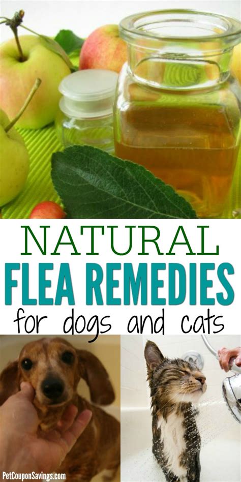 11 Natural Flea Remedies for Dogs and Cats - Pet Coupon Savings