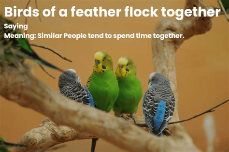 Best birds of a feather flock together similar quotes