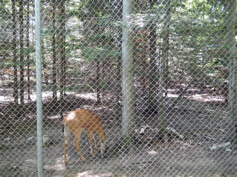 7/13/2016 - White-Tailed Deer Habitat - ZooChat