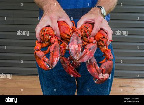 Hands Lobster High Resolution Stock Photography and Images - Alamy