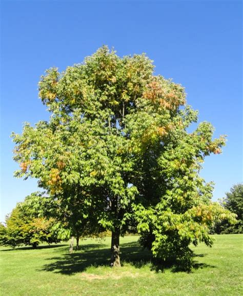 Eastern Canada Tree Species - Vineland Soil Remediation