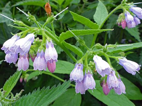 Photographs of Middleton Down Nature Reserve, Wiltshire, England: Russian comfrey