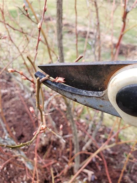 Pruning Blueberry Bushes & Blueberry Bush Care | Pruning blueberry bushes, Blueberry bush care ...