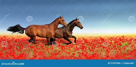 Two horse in poppy flowers stock photo. Image of bridle - 57497806