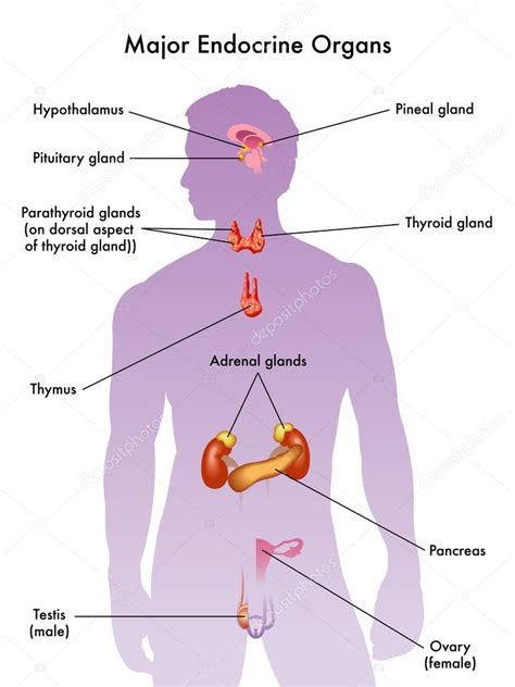 Endocrine System Diagram