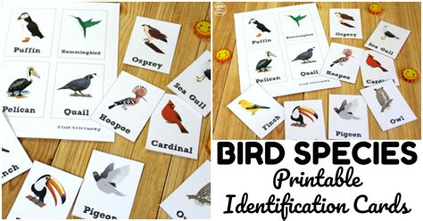 Bird Identification Flashcards - Look! We're Learning!