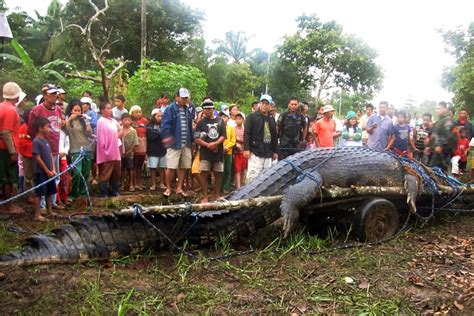 Pictures: Biggest Crocodile Ever Caught?