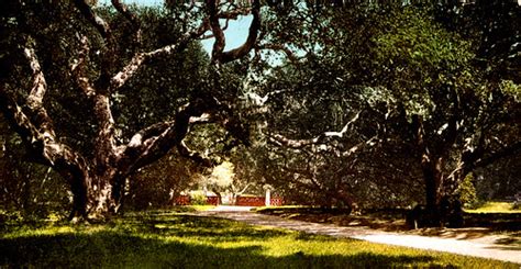 Live oaks, faculty glade at University of California (Berk… | Flickr