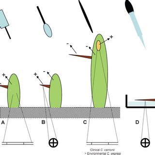 Diagram of inoculation experiments with results. A. Inoculation of ...