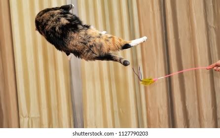 713 imágenes de Cat jumping high - Imágenes, fotos y vectores de stock | Shutterstock