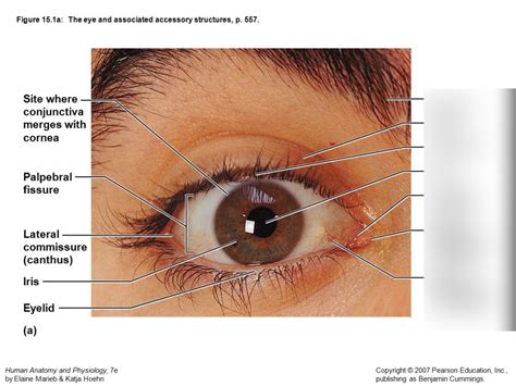 External Eye Anatomy