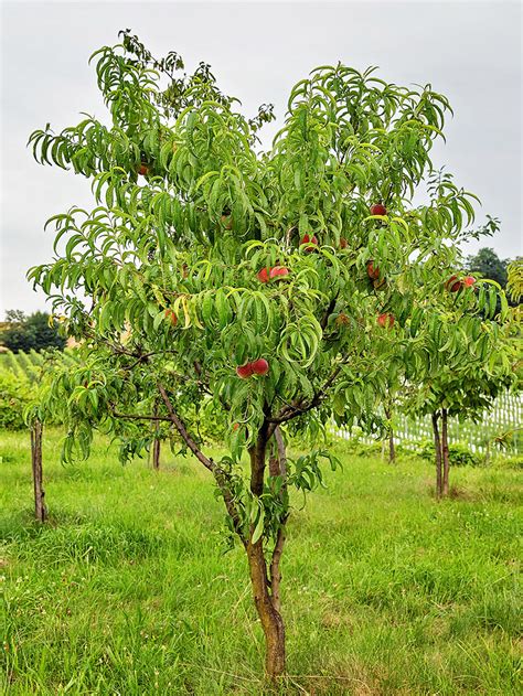 Peach Trees - Ruston Red