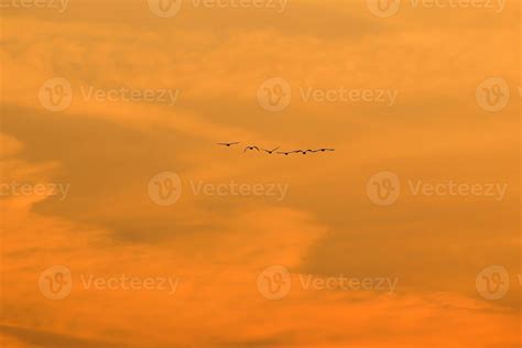 birds flying into sunset sky 18837794 Stock Photo at Vecteezy