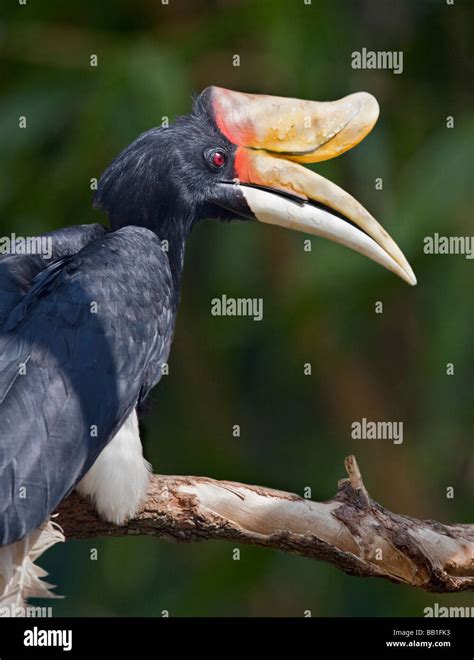 Male Rhinoceros Hornbill (buceros rhinoceros) male Stock Photo - Alamy