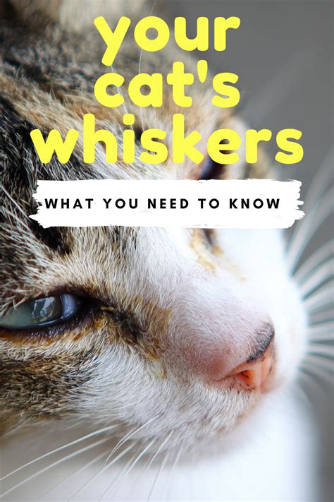 The Anatomy Of Cat Whiskers in 2021 | Cat whiskers, Cats, Whiskers