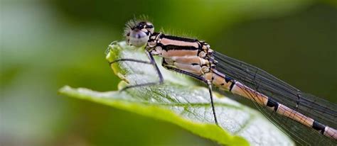 Clever Adaptations That Enable Insects To Thrive Worldwide [1 min read]