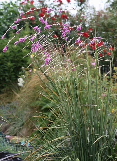 Dierama - Alchetron, The Free Social Encyclopedia