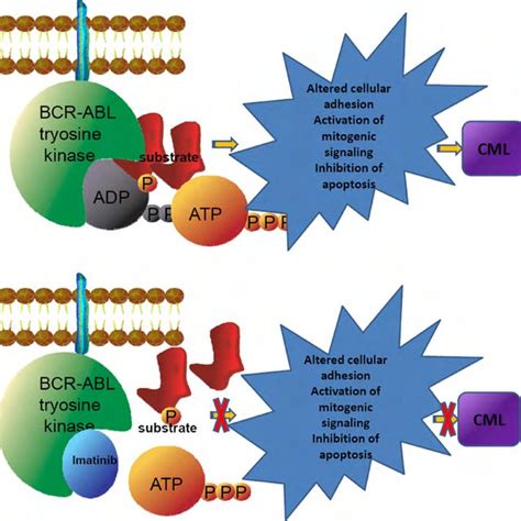 (PDF) BCR-ABL tyrosine kinase inhibitors in the treatment of Philadelphia chromosome positive ...