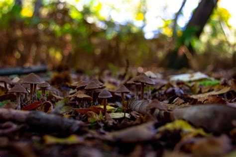 Set of 3 Mushroom Photography, Digital Download, Wall Art Photography ...