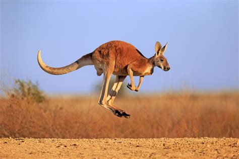 Kangaroo: Habitat, Behavior, and Diet