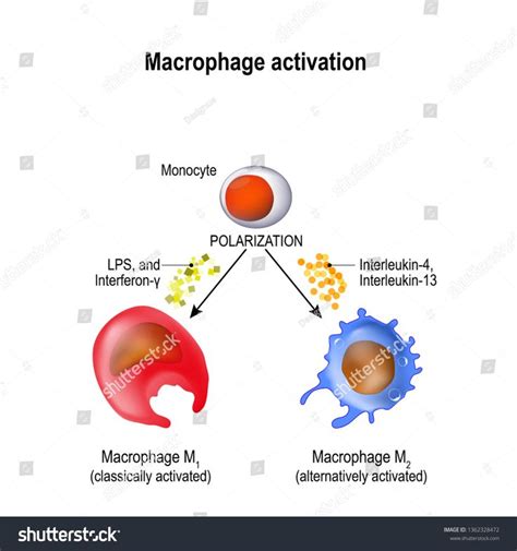 Macrophages are produced by the differentiation of monocytes in tissues ...