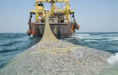 Russian fishing harvest reduced by 2.9% since the beginning of 2017 | Maritime Herald