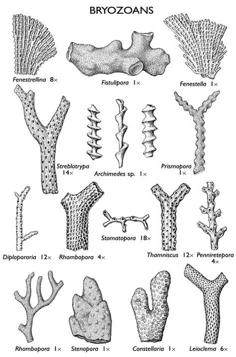 images of bryozoan fossils | Fossils, Fossil hunting, Prehistoric animals