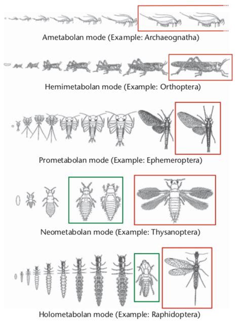 4: The main types of insect metamorphosis: ametabolan, hemimetabolan ...