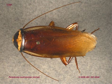 Blattodea