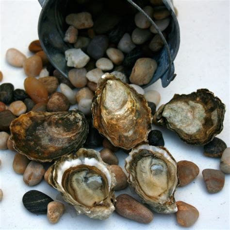 Blue Point Oysters (NY) – Element Seafood